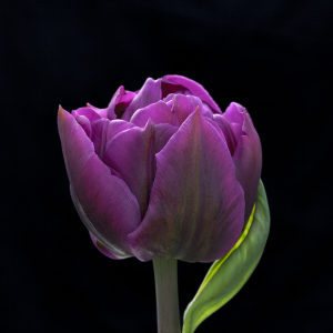 peony purple flowered tulip
