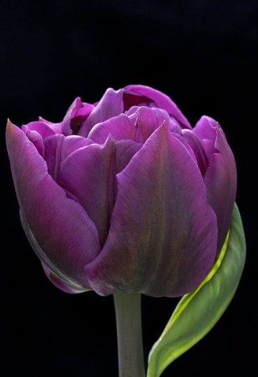 peony purple flowered tulip