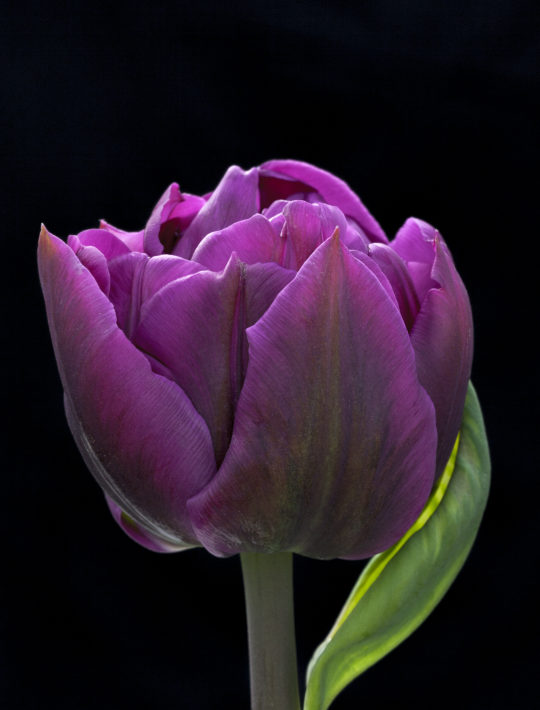 peony purple flowered tulip