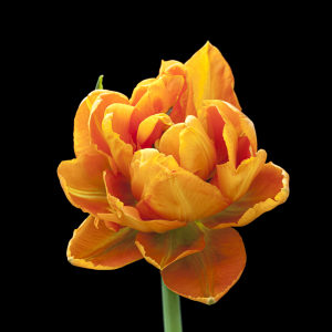 poney flowered deepest orange tulip