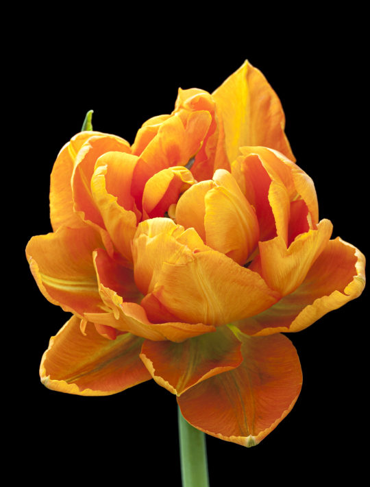 poney flowered deepest orange tulip