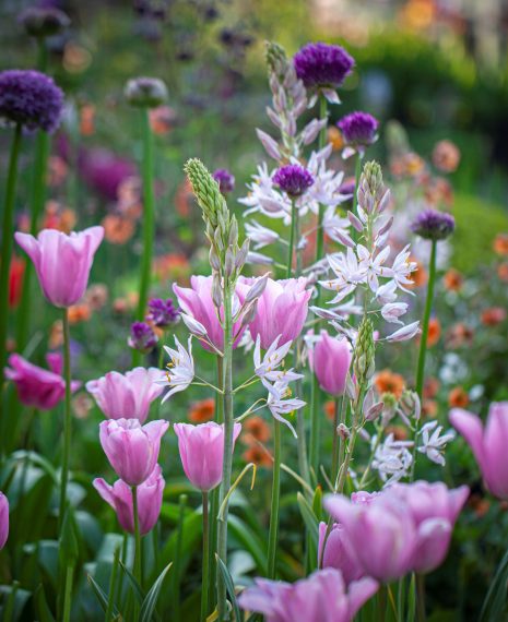 white camassia pink tulips and purple alliums in a border wth orange geums