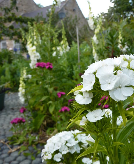 the cut flower garden