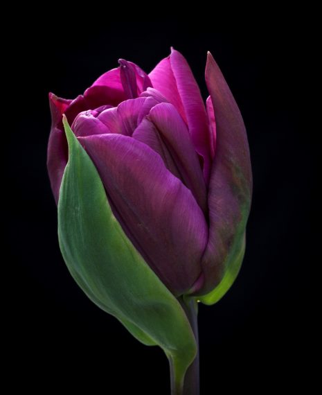 double purple tulip