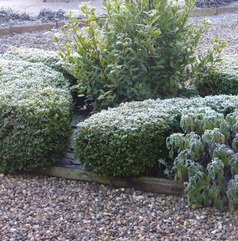 evergreen topiary in winter