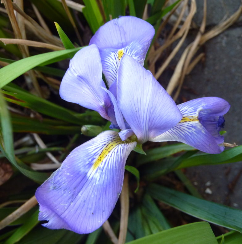 iris flower in sky blue