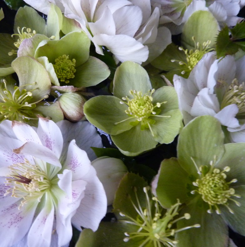 coloured hellebore flowers floating in a bowl