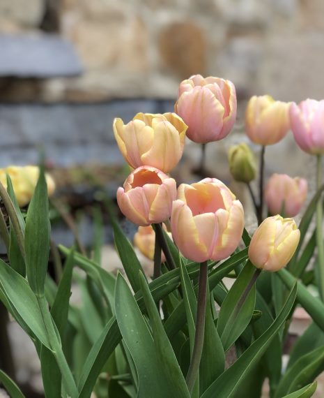 beautiful pinky apricot and green tulips in the garden
