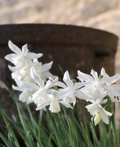 whitest narcissi