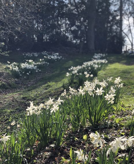 narcissi en masse
