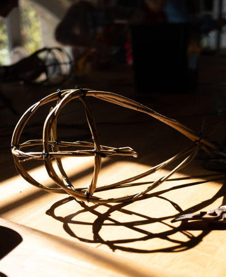 willow animal body