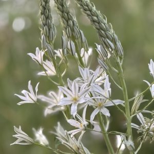 spires of pure white starry flowers