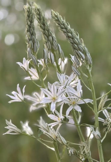 spires of pure white starry flowers