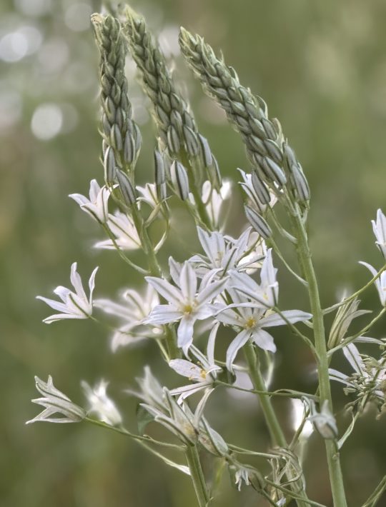 spires of pure white starry flowers